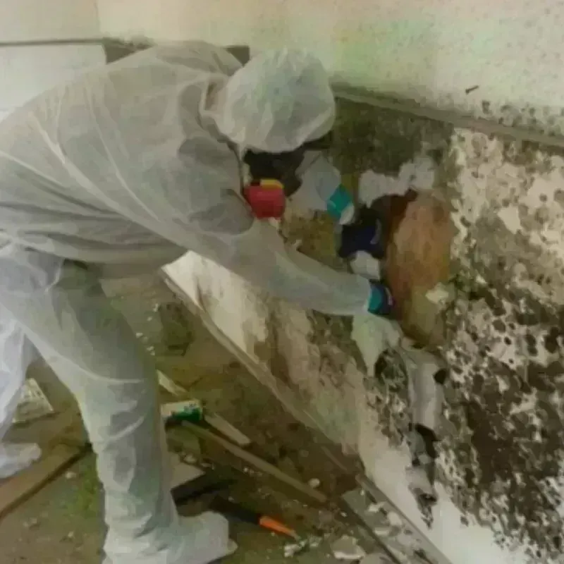 Mold Remediation and Removal in Miami County, KS